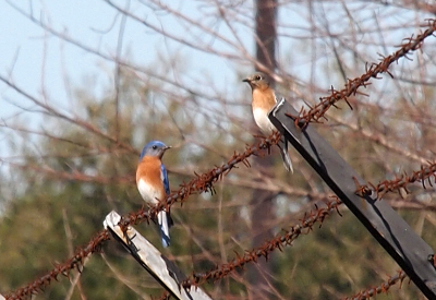 [The pair are perched about a foot apart from each other on a barbed wire with their breasts toward the camera. The male has a blue head and back with a red-rust uppper belly and a white lower belly. The female's head is more grey than blue and her upper breast seems to have more white feathers giving it a brownish-orange color.]